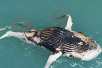 Kinh hãi cá sấu khổng lồ và cá mập tranh xác cá voi 