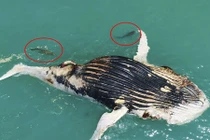 Kinh hãi cá sấu khổng lồ và cá mập tranh xác cá voi 