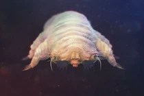 Loài quái vật ký sinh nhỏ xíu ăn da người "ghê rợn"