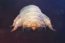 Loài quái vật ký sinh nhỏ xíu ăn da người "ghê rợn"