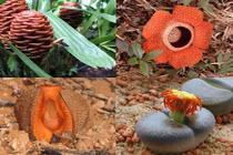 Cận cảnh những loài hoa kỳ quái quý hiếm trên thế giới