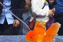 Choáng dàn "thí sinh" khoe tài sắc giành ngôi hoa hậu cá vàng