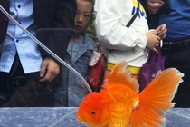 Choáng dàn "thí sinh" khoe tài sắc giành ngôi hoa hậu cá vàng