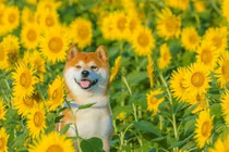 Chú chó khiến người người ghen tị khi khoe sắc bên ngàn hoa