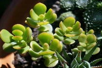 Chăm sóc theo cách này, cây để trong nhà cả năm vẫn xanh tốt mơn mởn