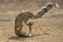 Xem sóc nhỏ chiến đấu chẳng khác nào bậc thầy Judo