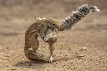 Xem sóc nhỏ chiến đấu chẳng khác nào bậc thầy Judo