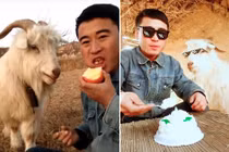 Chú dê tham ăn biến thành ngôi sao, tự cứu mình khỏi lò mổ