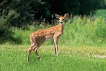 Thợ săn bắn giết cả trăm con nai và "báo oán" khó tin