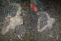 Kéo lưới nửa đêm, phát hiện quái vật tý hon gây ám ảnh