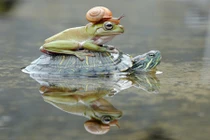 Ấn tượng rùa tốt bụng cõng cả ếch lẫn ốc sên 