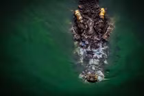 Đưa chó cưng đi bơi, người đàn ông hốt hoảng chứng kiến điều đáng sợ