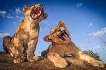 Cực ngộ cảnh sư tử con thể hiện tài ca hát