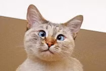 Cô mèo mắt lác nổi tiếng vì quá dễ thương 
