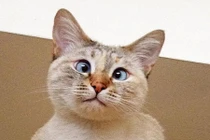 Cô mèo mắt lác nổi tiếng vì quá dễ thương 