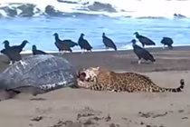 Xôn xao cảnh tượng báo đốm xé xác rùa biển 