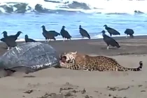 Xôn xao cảnh tượng báo đốm xé xác rùa biển 