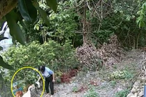 Ghét ngỗng, người phụ nữ trả thù con vật theo cách hãi hùng