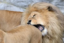 Sư tử đực "cắn mông" sư tử cái, muốn giao phối cận huyết