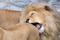 Sư tử đực "cắn mông" sư tử cái, muốn giao phối cận huyết
