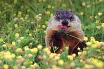 Sóc Macmot, loài động vật xứng danh kiến trúc sư động vật