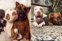 Ngưỡng mộ cuộc sống hạnh phúc của những chú chó mồ côi