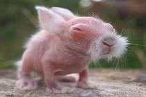 Ảnh động vật ấn tượng: Khi động vật bị hói (1)