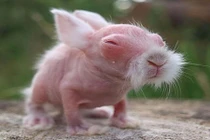 Ảnh động vật ấn tượng: Khi động vật bị hói (1)