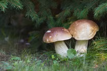 Nấm khổng lồ 3kg mềm mịn, to như quả dưa hấu "khủng"