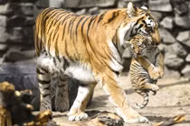 Cận cảnh hổ con hư đốn bị mẹ dạy dỗ nên thân 