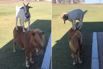 Bất ngờ dê trắng và ngựa lùn "dính" nhau như keo