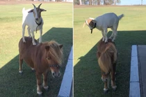 Bất ngờ dê trắng và ngựa lùn "dính" nhau như keo