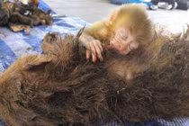 Rớt nước mắt cảnh khỉ con ôm mẹ vừa bị bắn chết