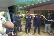 Kinh dị rắn hổ mang chúa thành tinh gõ cửa nhà dân