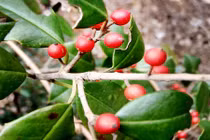 Những loài quả nguy hiểm khiến bạn mất mạng nếu ăn quàng