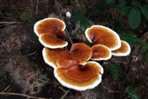 Đưa chó đi dạo, phát hiện loài nấm tiên cực hiếm