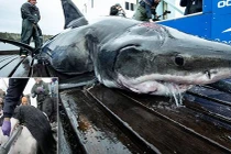 "Yêu" quá mãnh liệt, cá mập trắng lớn bị cắn rách đầu