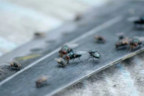 Kinh dị ngôi làng bị xâm chiếm bởi cả "quân đoàn" ruồi 