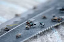 Kinh dị ngôi làng bị xâm chiếm bởi cả "quân đoàn" ruồi 