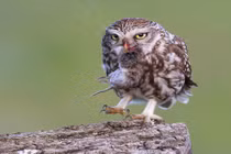 Khoảnh khắc ấn tượng của những kẻ hùng bá bầu trời