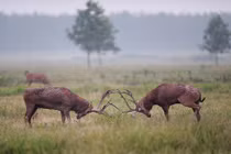 Cuộc chiến vì tình khốc liệt của những con hươu đực