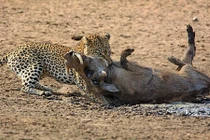 Kinh hãi xem báo đốm cắn cổ lợn rừng