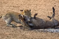 Kinh hãi xem báo đốm cắn cổ lợn rừng