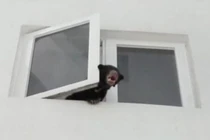 Nghe tiếng gầm kỳ lạ ở chung cư, tìm ra điều kinh dị 