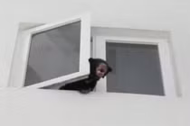 Nghe tiếng gầm kỳ lạ ở chung cư, tìm ra điều kinh dị 