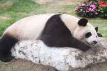 Nắng nóng, gấu trúc nằm xòe trên băng giảm nhiệt