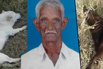 Cứu chủ nhân, chó cưng bị điện giật chết đầy thương tâm 