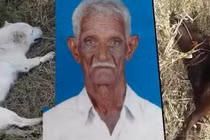 Cứu chủ nhân, chó cưng bị điện giật chết đầy thương tâm 