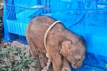 Xót xa bé voi bị kẻ săn trộm hành hạ đến chết