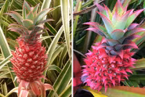 Cận cảnh quả dứa hồng kỳ lạ đang “sốt xình xịch“